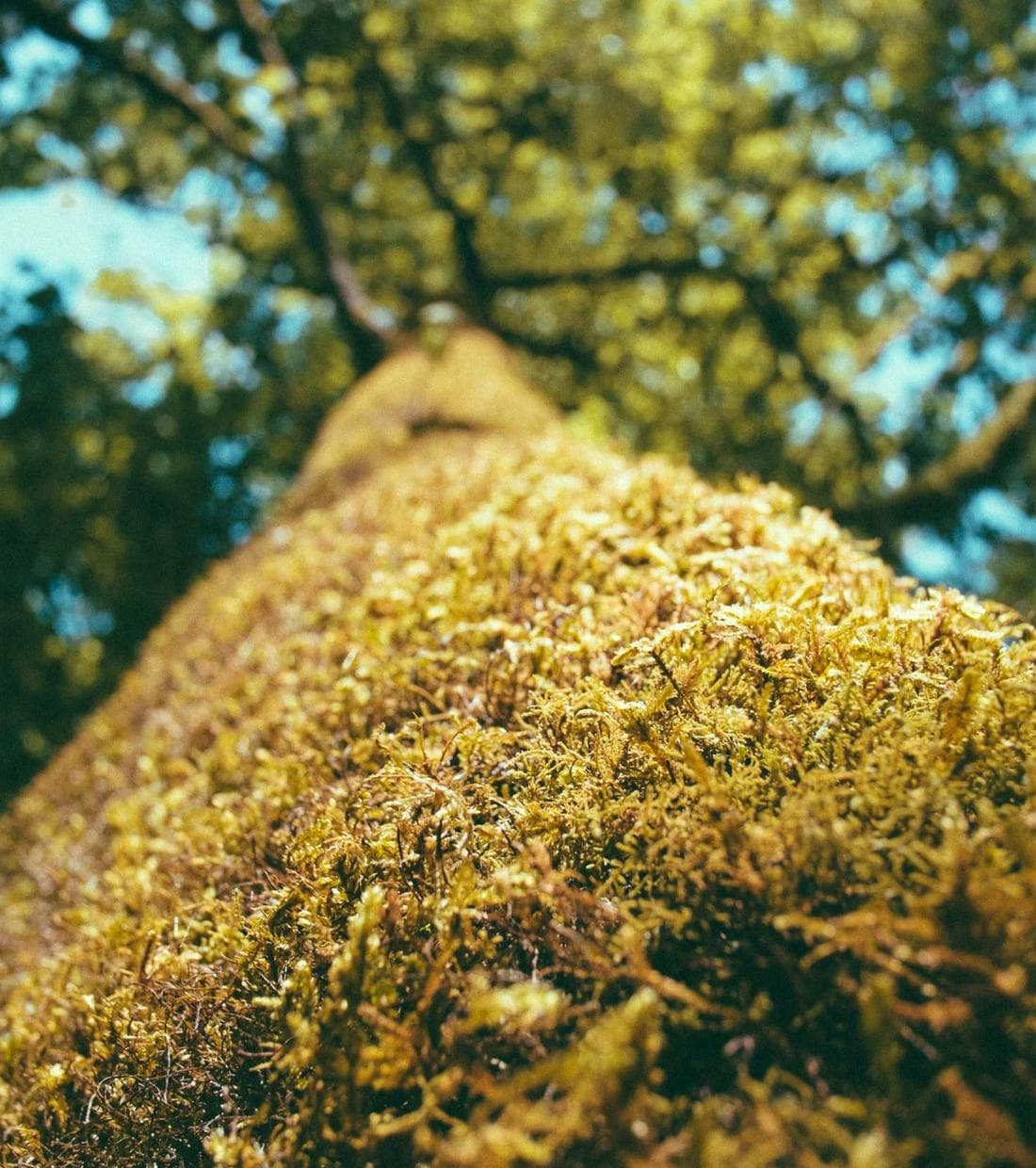 Golden morning light falling softly through trees